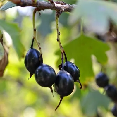 Смородина золотистая ДУСТЛИК  Смородина золотистая ДУСТЛИК в Уфе