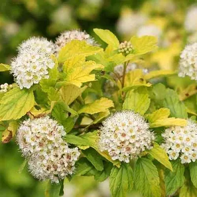 Пузыреплодник АНГЕЛ ГОЛД  Пузыреплодник АНГЕЛ ГОЛД в Уфе