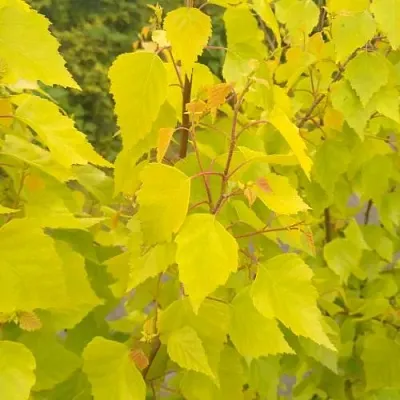 Берёза ГОЛДЕН ОБЕЛИСК повислая   Берёза ГОЛДЕН ОБЕЛИСК повислая  в Уфе