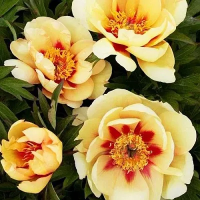 Пион БОРДЕР ЧАРМ ито-гибрид  Пион БОРДЕР ЧАРМ ито-гибрид в Уфе