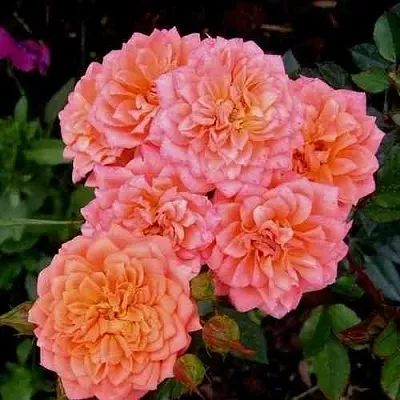 Саженцы роз НИНЕТТА спрей  Саженцы роз НИНЕТТА спрей в Уфе