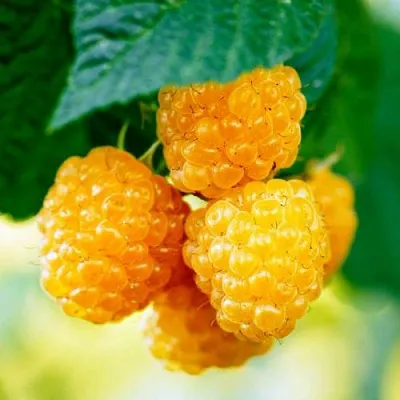 Малина МЕДОВАЯ  Малина МЕДОВАЯ в Уфе