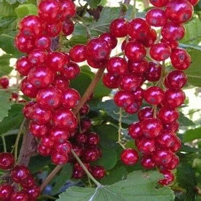 Смородина красная ПУРПУРНАЯ в Уфе