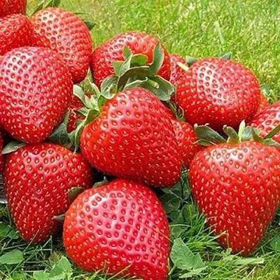 Клубника ЭЛИАНЕ  Клубника ЭЛИАНЕ в Уфе