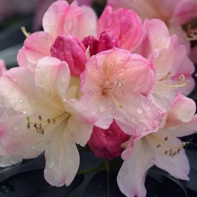 Рододендрон ПЕРСИ ВАЙСМАН в Уфе