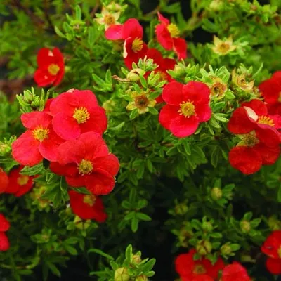 Лапчатка РЕД АЙС кустарниковая  Лапчатка РЕД АЙС кустарниковая в Уфе