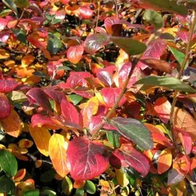 Кизильник блестящий — описание сорта Кизильник блестящий в Уфе