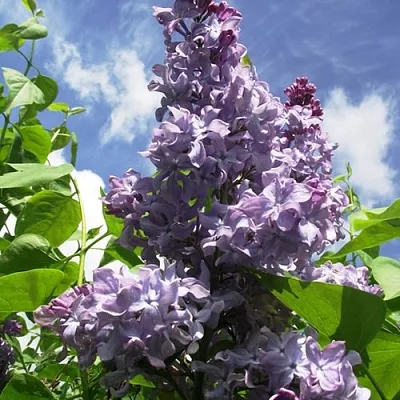 Сирень КРЫЛЬЯ НАДЕЖДЫ  Сирень КРЫЛЬЯ НАДЕЖДЫ в Уфе