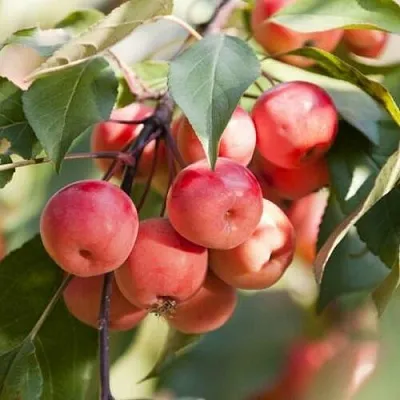 Яблоня ВИШНЕПЛОДНАЯ декоративная в Уфе