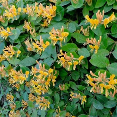 Жимолость ТЕЛЬМАНА в Уфе