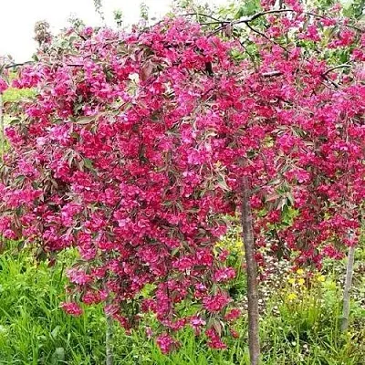 Яблоня КИНГ БЬЮТИ декоративная в Уфе