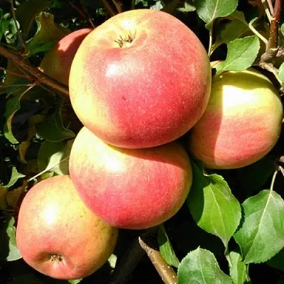 Яблоня ЭМБАССИ в Уфе