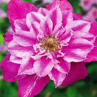 Клематис МАЙ ДАРЛИНГ  в Уфе