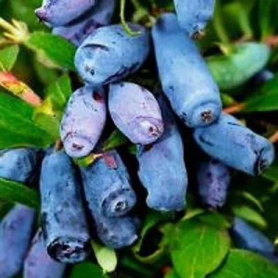 Жимолость съедобная ВОЛХОВА  Жимолость съедобная ВОЛХОВА в Уфе