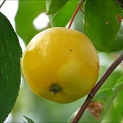 Яблоня КИТАЙКА ЖЁЛТАЯ колонновидная  Яблоня КИТАЙКА ЖЁЛТАЯ колонновидная в Уфе