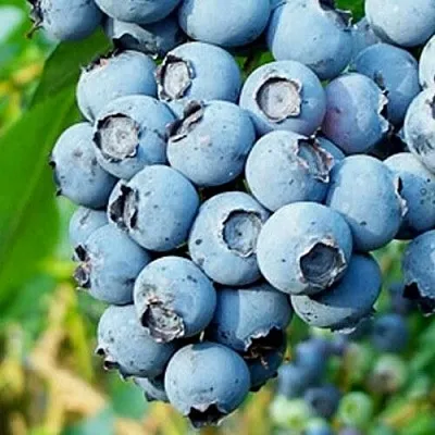 Голубика БРИГИТТА БЛЮ  Голубика БРИГИТТА БЛЮ в Уфе