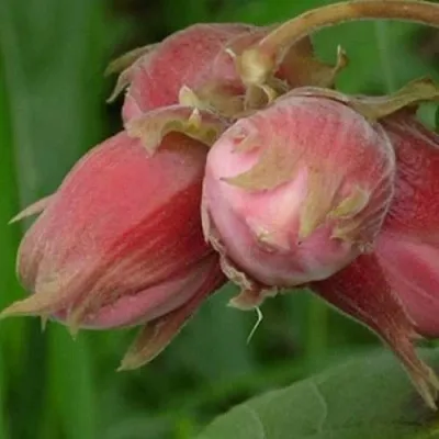 Фундук АКАДЕМИК ЯБЛОКОВ в Уфе