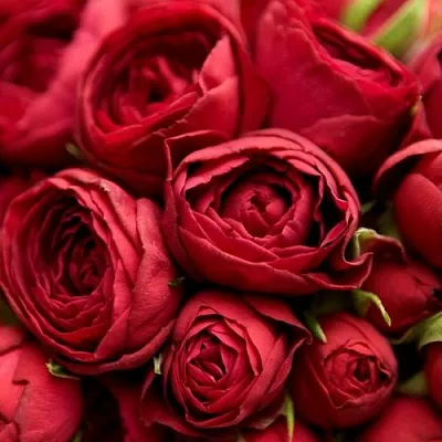 Саженцы роз РЕД ЛЕЙС спрей  Саженцы роз РЕД ЛЕЙС спрей в Уфе