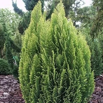 Кипарисовик ЭЛВУДИ ЭМПАЙР лавсана в Уфе