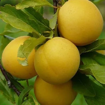 Слива СОЛНЫШКО  Слива СОЛНЫШКО в Уфе