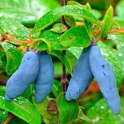 Жимолость съедобная МОРЕНА  Жимолость съедобная МОРЕНА в Уфе