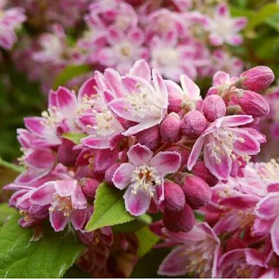 Дейция СТРОБЕРРИ ФИЛДС   Дейция СТРОБЕРРИ ФИЛДС  в Уфе