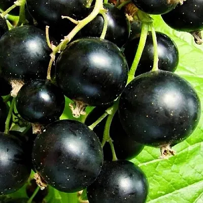 Смородина черная ДАЧНИЦА  Смородина черная ДАЧНИЦА в Уфе