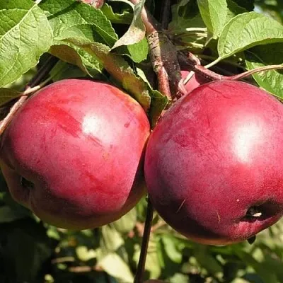 Яблоня ДАРУНАК в Уфе