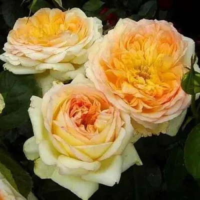 Саженцы роз АЛЬФОНС ДОДЕ чайно-гибридная  Саженцы роз АЛЬФОНС ДОДЕ чайно-гибридная в Уфе