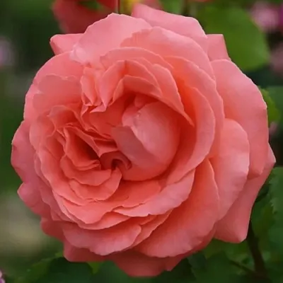 Саженцы роз ДИДИ БРИДЖУОТЕР плетистая  Саженцы роз ДИДИ БРИДЖУОТЕР плетистая в Уфе