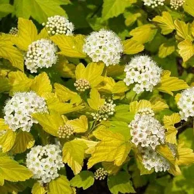 Пузыреплодник ДАРТС ГОЛД  Пузыреплодник ДАРТС ГОЛД в Уфе