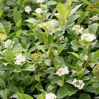 Дерен ФЛАВИРАМЕА отпрысковый   Дерен ФЛАВИРАМЕА отпрысковый  в Уфе