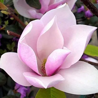 Магнолия АЛЕКСАНДРИНА  в Уфе