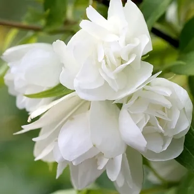 Жасмин МАНТО Д’ЭРМИН  Жасмин МАНТО Д’ЭРМИН в Уфе