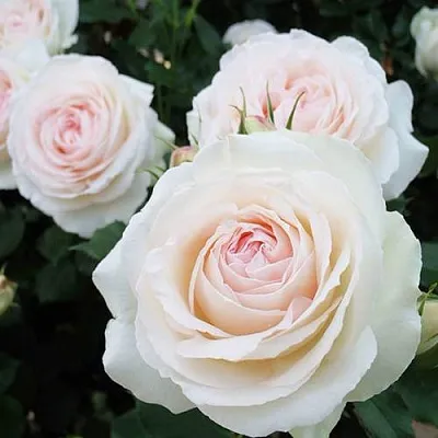 Саженцы роз ПАЛЕ РОЯЛЬ плетистая  Саженцы роз ПАЛЕ РОЯЛЬ плетистая в Уфе