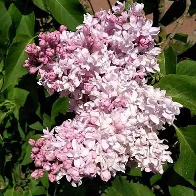 Сирень МИЛОСЕРДИЕ  Сирень МИЛОСЕРДИЕ в Уфе