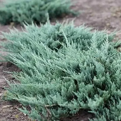 Можжевельник БЛЮ ЧИП горизонтальный  Можжевельник БЛЮ ЧИП горизонтальный в Уфе