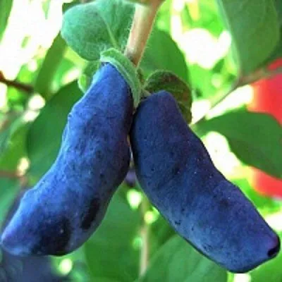 Жимолость съедобная БАКЧАРСКИЙ ВЕЛИКАН  Жимолость съедобная БАКЧАРСКИЙ ВЕЛИКАН в Уфе