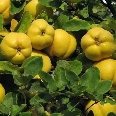 Цидония в Уфе