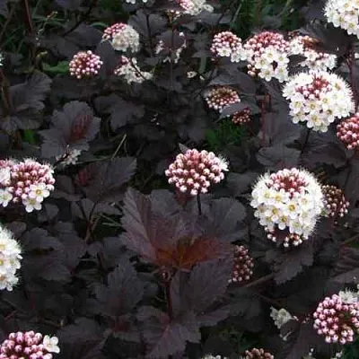 Пузыреплодник ДИАБЛО  Пузыреплодник ДИАБЛО в Уфе