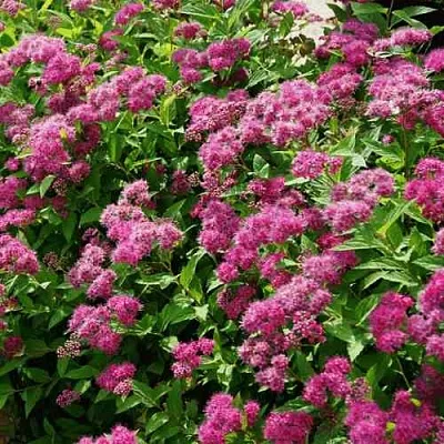 Спирея КРИСПА японская  Спирея КРИСПА японская в Уфе