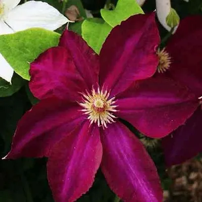 Клематис МАЗОВШЕ в Уфе