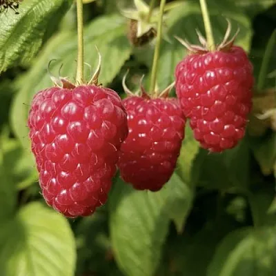 Малина МАПЕМА   Малина МАПЕМА  в Уфе