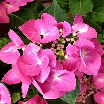 Гортензия ТАУБЕ крупнолистная  Гортензия ТАУБЕ крупнолистная в Уфе