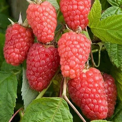 Малина КАСКАД ДЕЛАЙТ  Малина КАСКАД ДЕЛАЙТ в Уфе