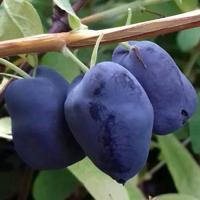 Жимолость съедобная БОРЕАЛ БЬЮТИ (СЕВЕРНАЯ КРАСАВИЦА)  Жимолость съедобная БОРЕАЛ БЬЮТИ (СЕВЕРНАЯ КРАСАВИЦА) в Уфе