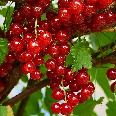 Смородина красная НАТАЛИ  Смородина красная НАТАЛИ в Уфе