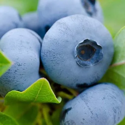 Голубика Герберт Голубика Герберт