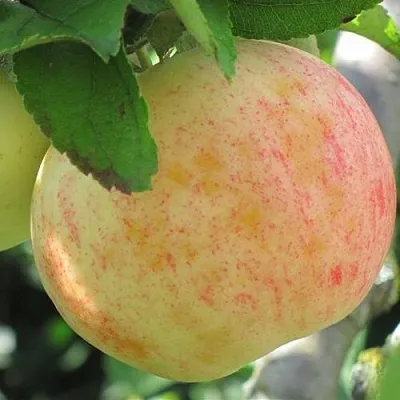 Яблоня ЛЕТНЕЕ СЛАДКОЕ  Яблоня ЛЕТНЕЕ СЛАДКОЕ в Уфе