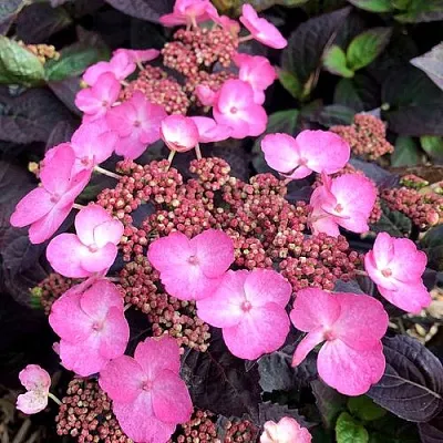 Гортензия ДАРЕДЕВИЛ пильчатая в Уфе